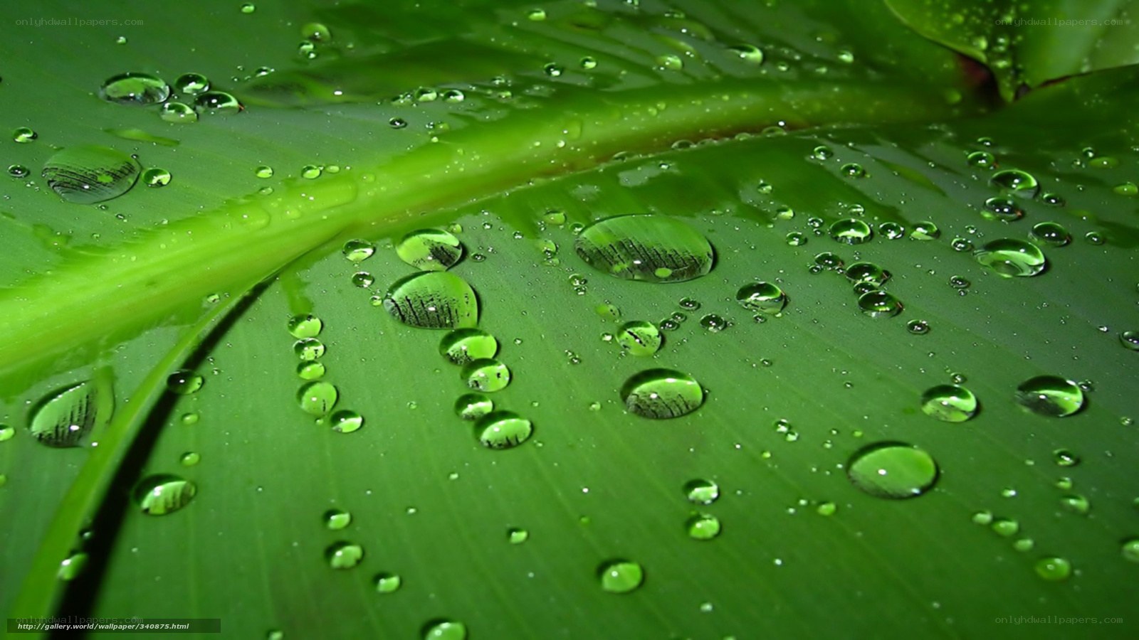 Water droplets on green leaf