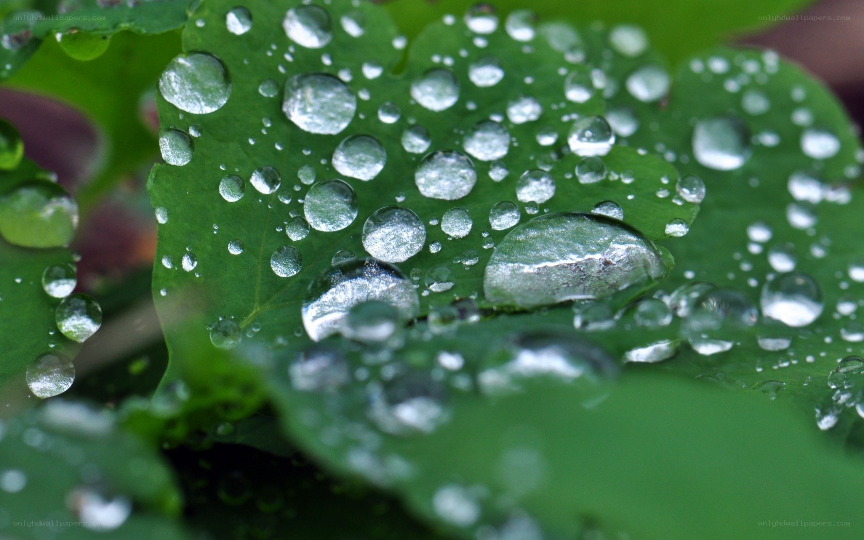 Water droplets on green leaf