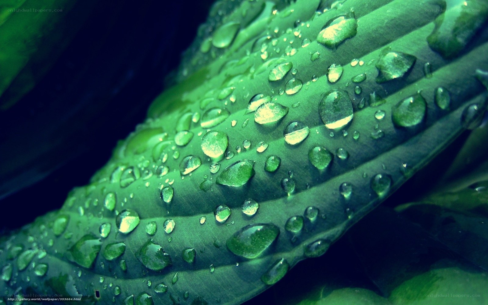 Water droplets on green leaf