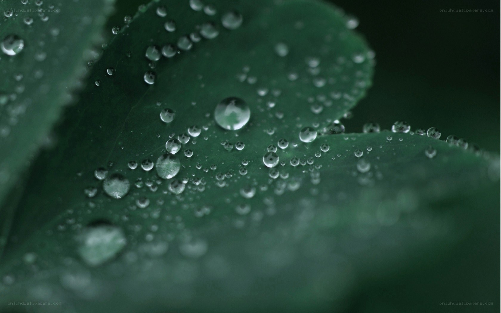Water droplets on green leaf