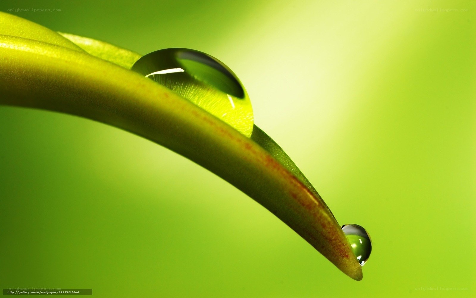Water droplets on green leaf