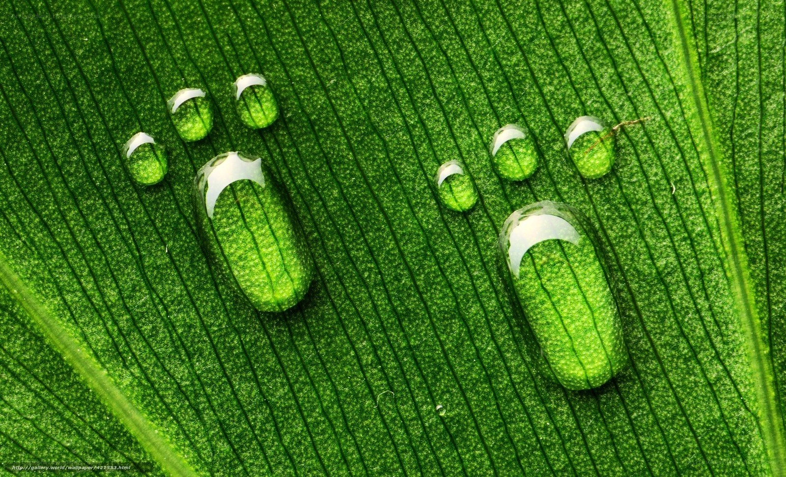 Water droplets on green leaf