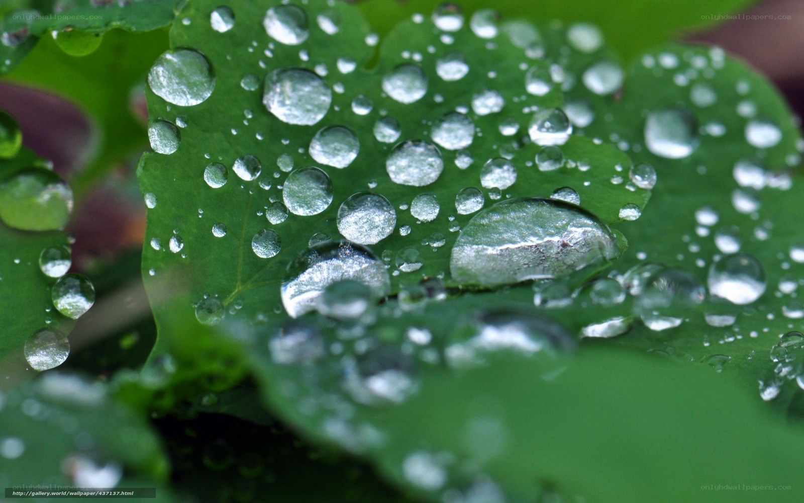 Water droplets on green leaf
