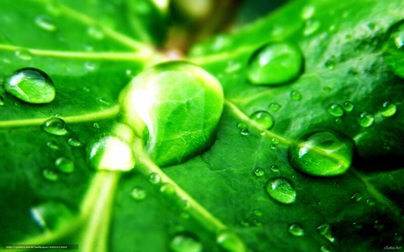 Water droplets on green leaf