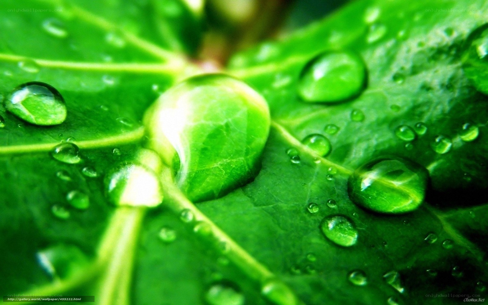 Water droplets on green leaf