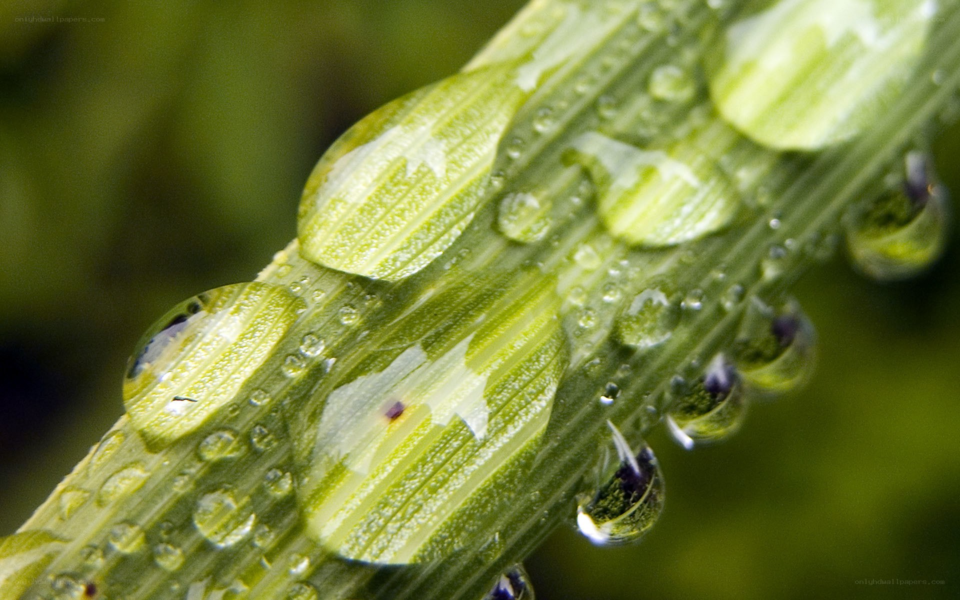 Water droplets on green leaf
