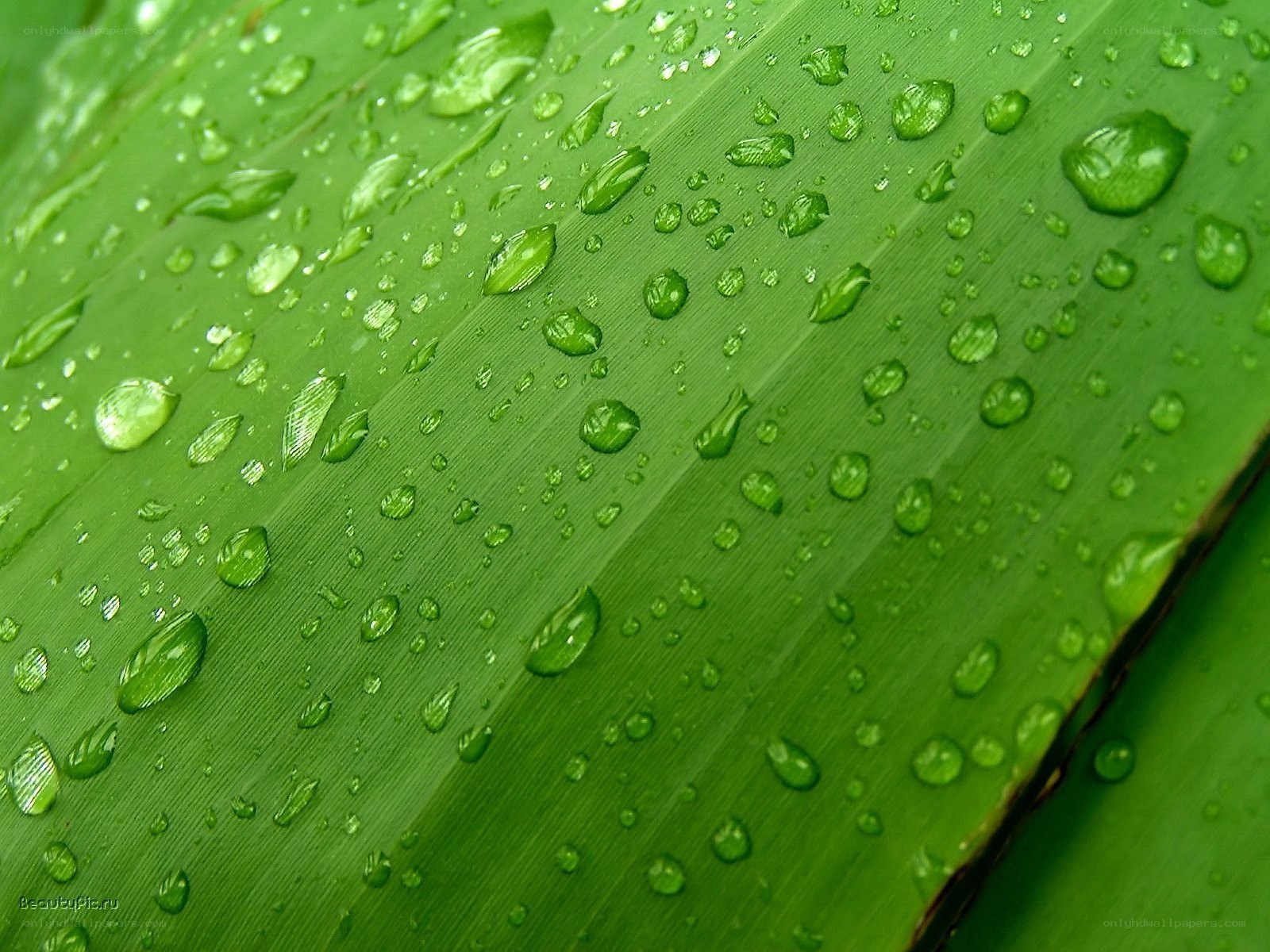 Water droplets on green leaf