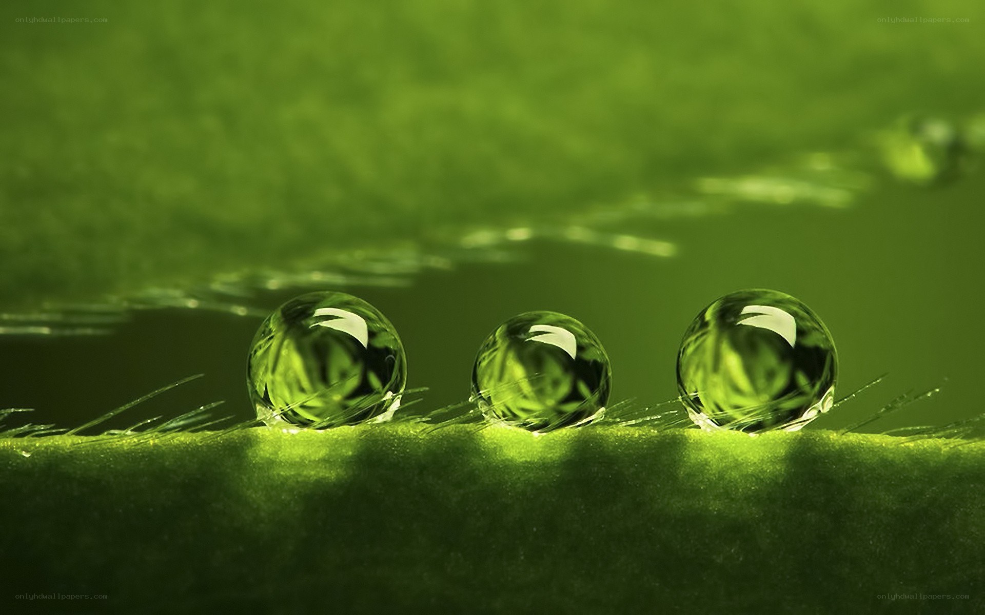 Water droplets on green leaf