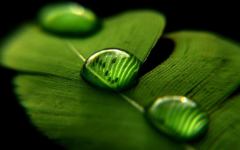 Water droplets on green leaf