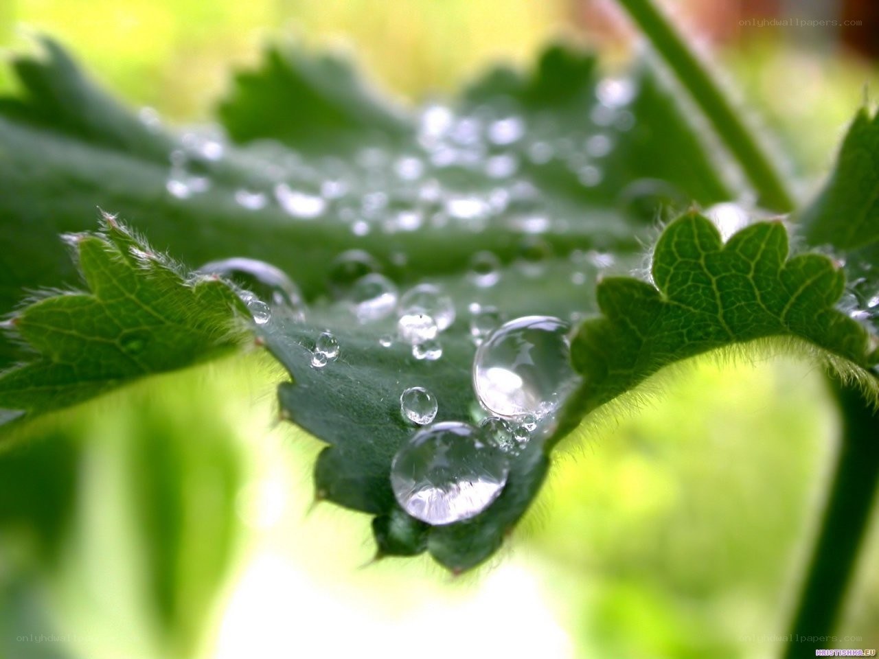Water droplets on green leaf