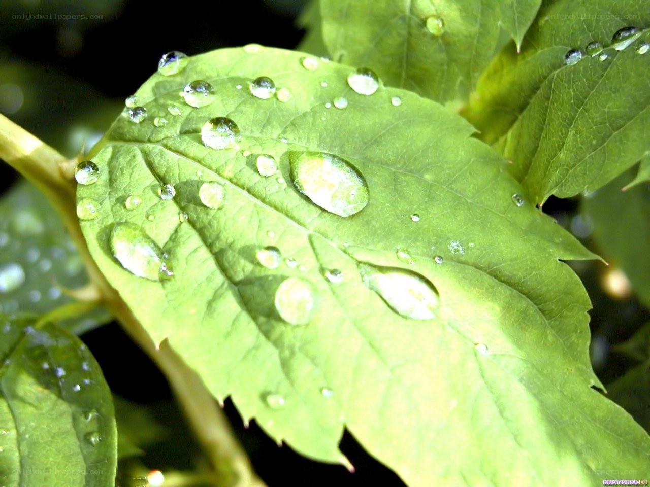 Water droplets on green leaf