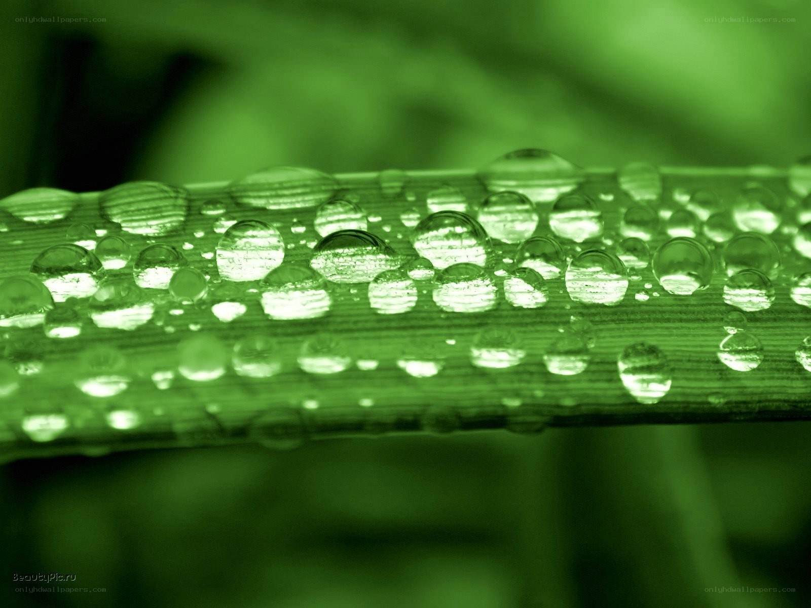 Water droplets on green leaf