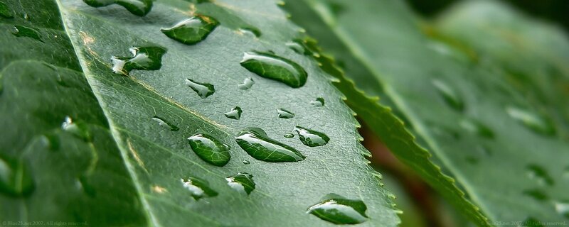 Water droplets on green leaf