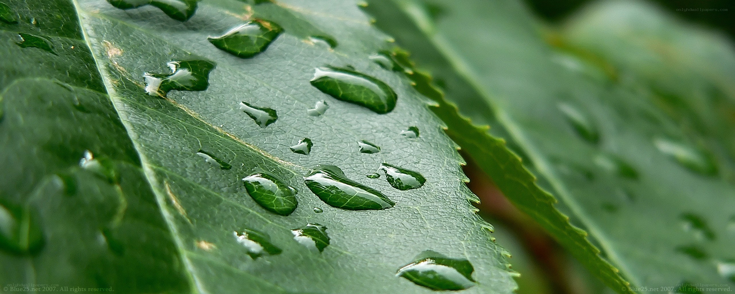 Water droplets on green leaf