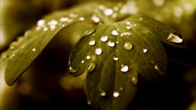 Water droplets on green leaf