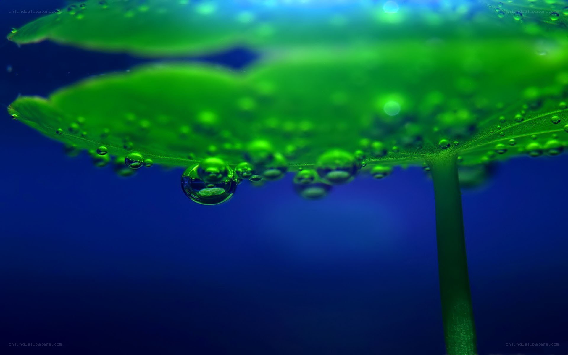 Water droplets on green leaf