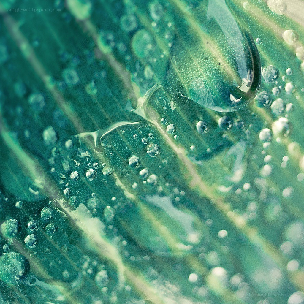 Water droplets on green leaf