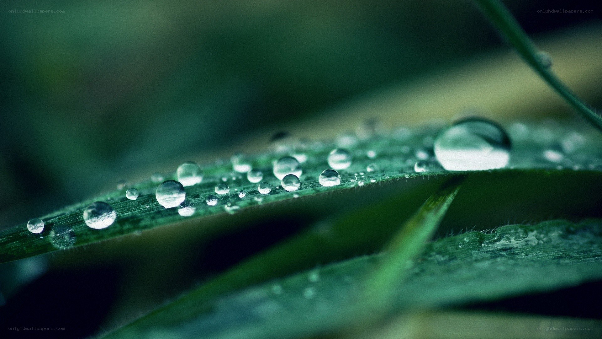 Water droplets on green leaf