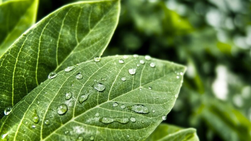 Water droplets on green leaf