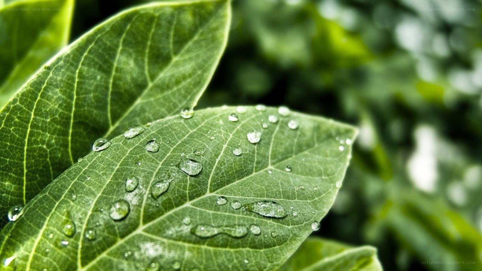 Water droplets on green leaf