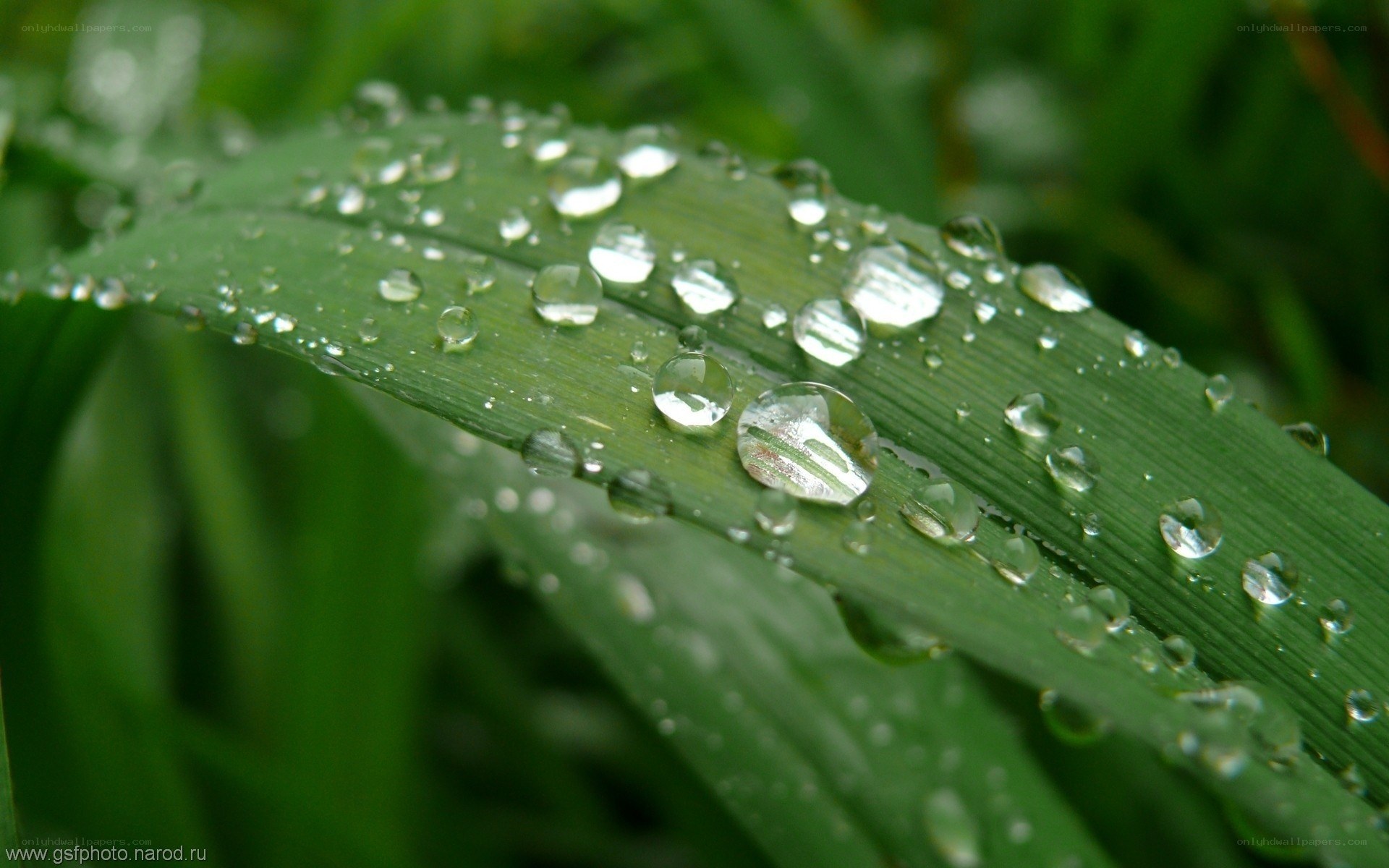 Water droplets on green leaf