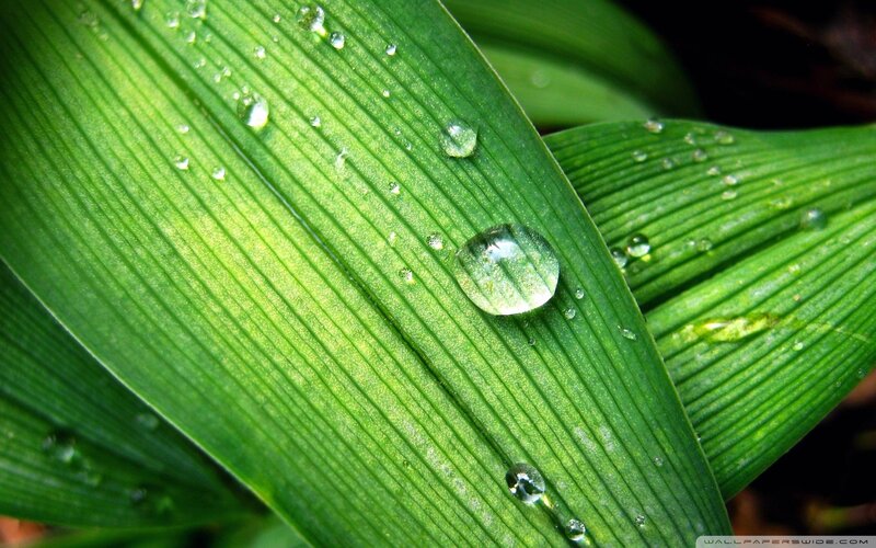 Water droplets on green leaf