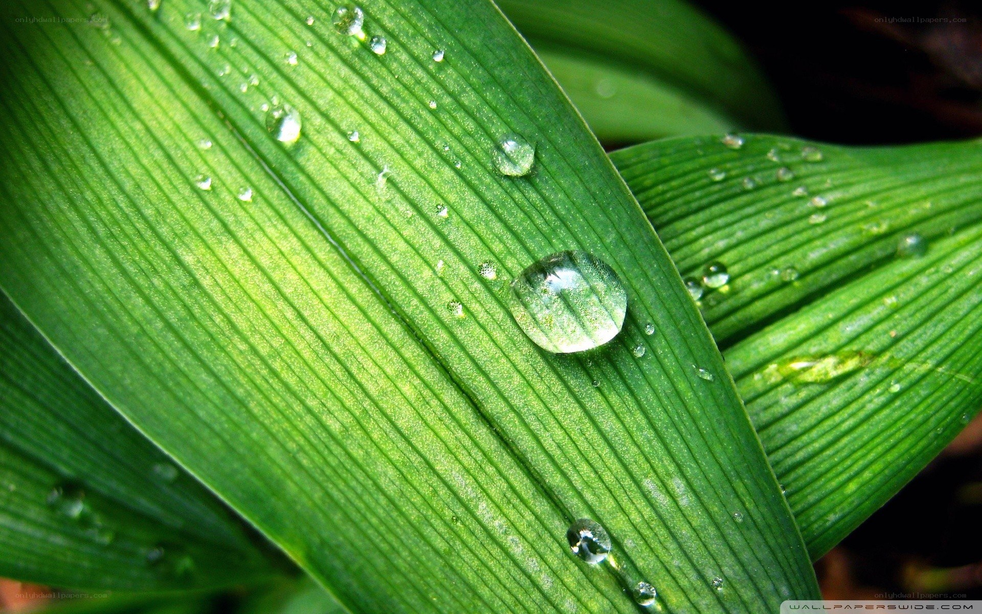 Water droplets on green leaf