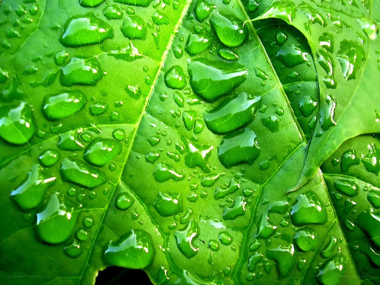 Water droplets on green leaf