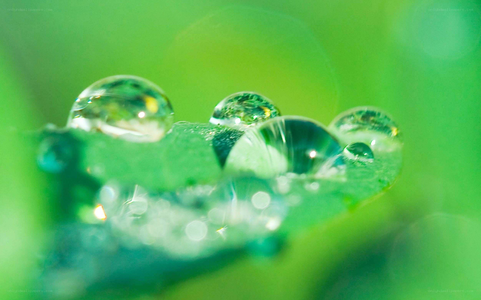 Water droplets on green leaf