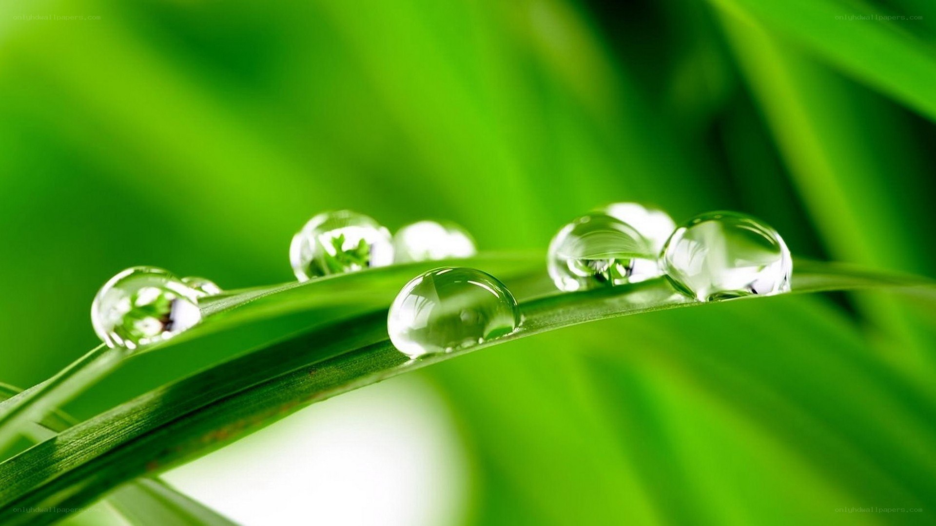 Water droplets on green leaf