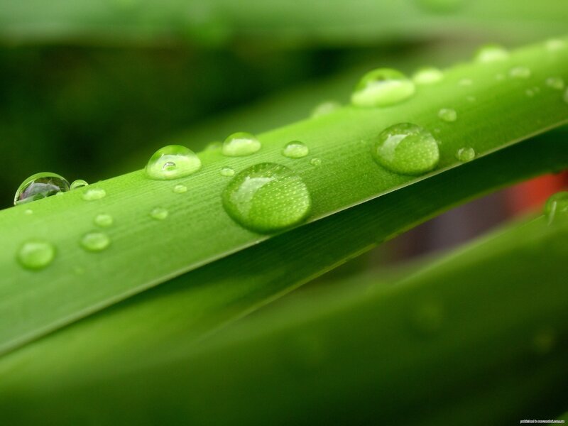 Water droplets on green leaf