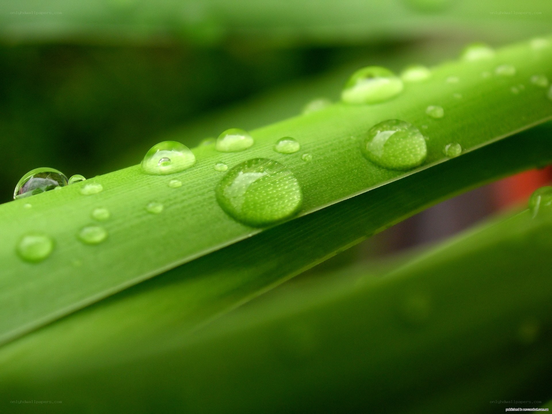 Water droplets on green leaf