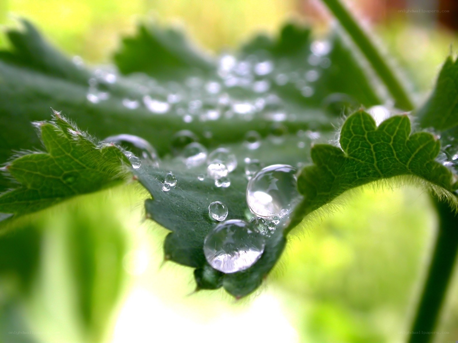 Water droplets on green leaf