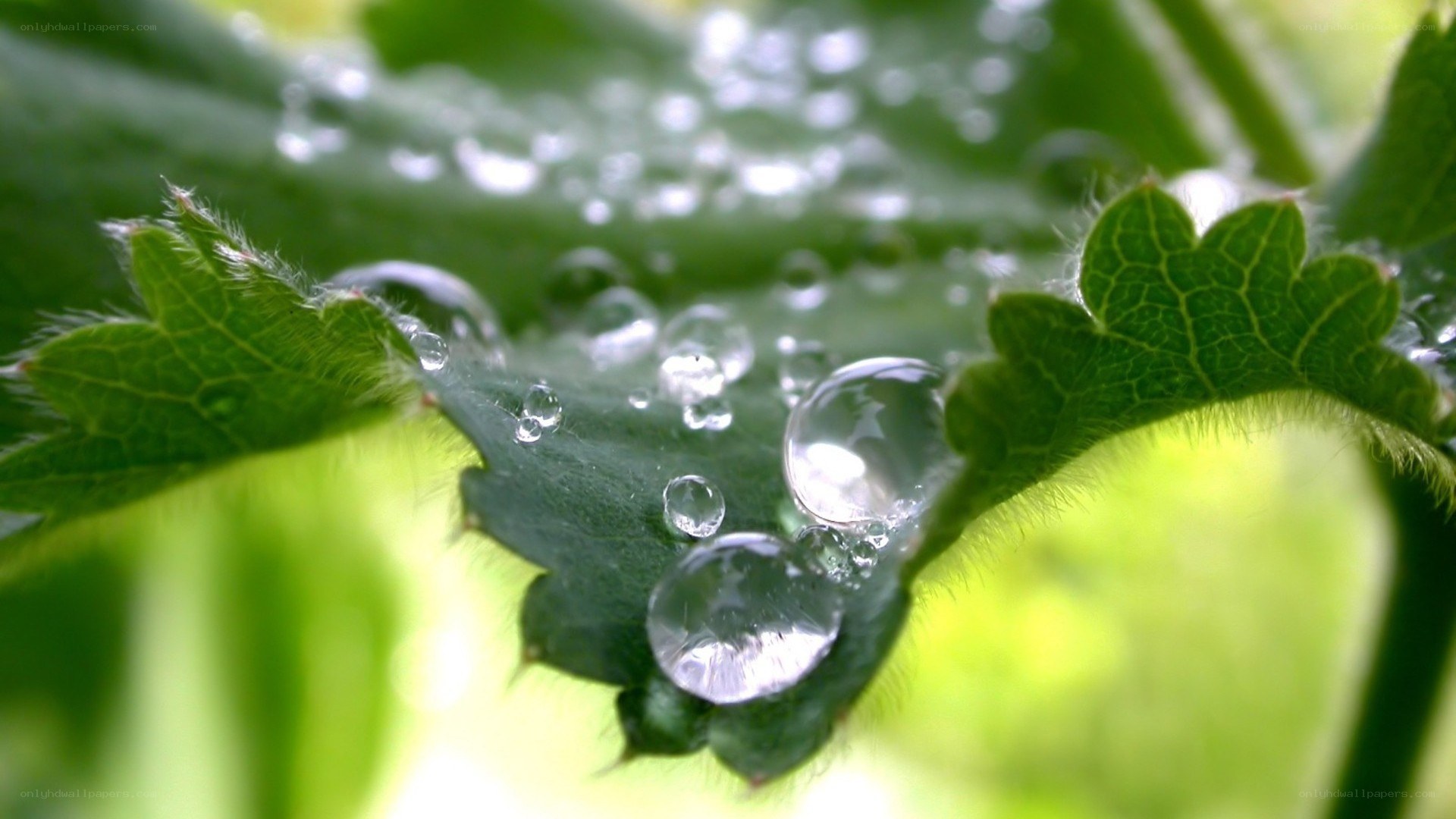 Water droplets on green leaf