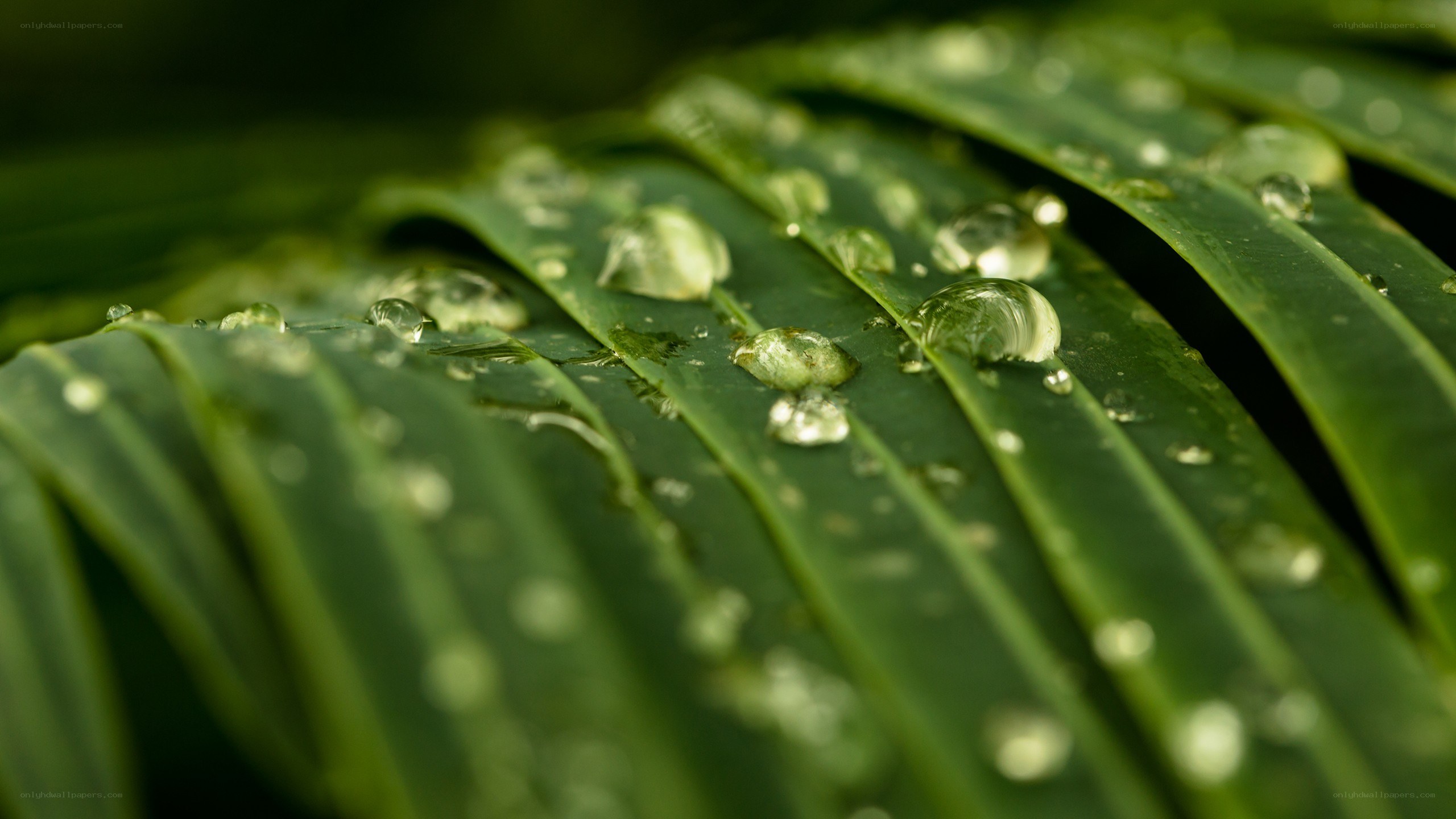 Water droplets on green leaf