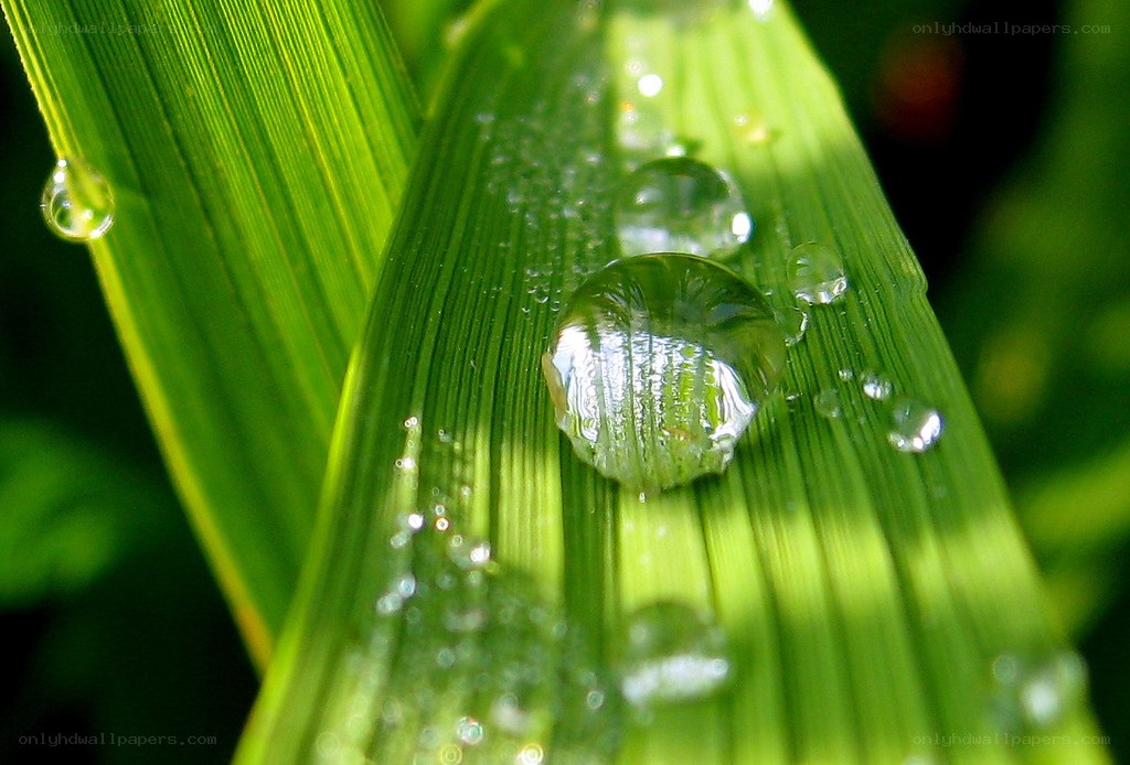 Water droplets on green leaf