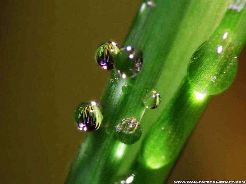 Water droplets on green leaf
