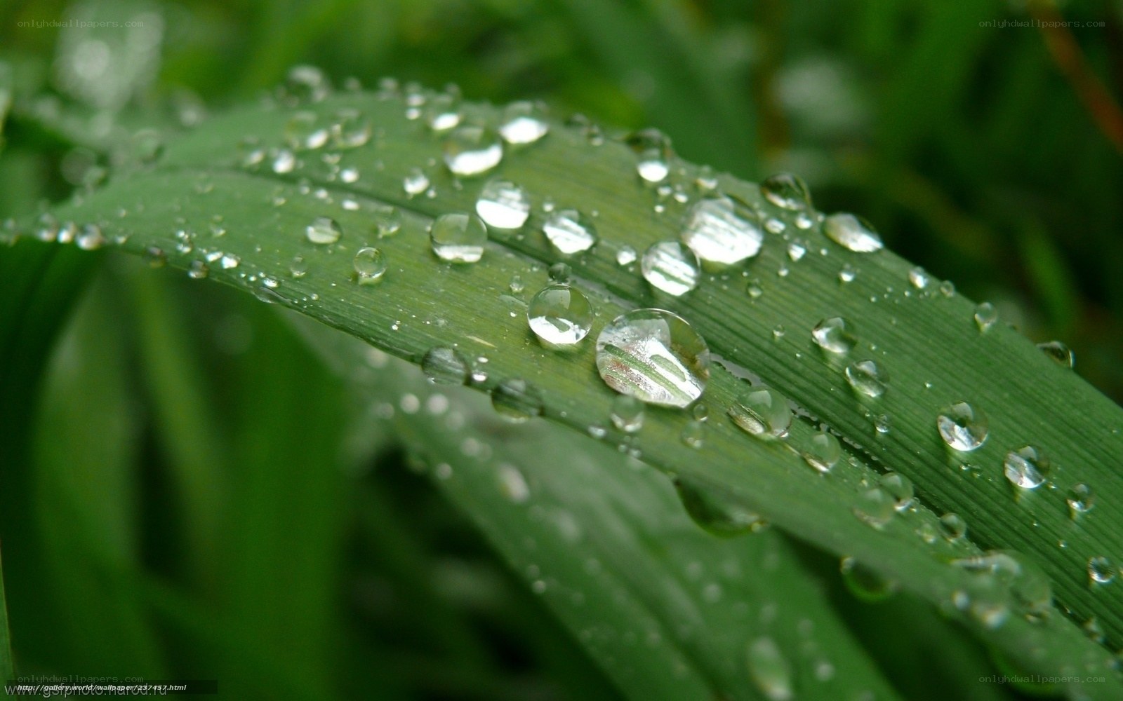 Water droplets on green leaf