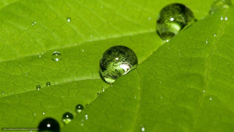 Water droplets on green leaf