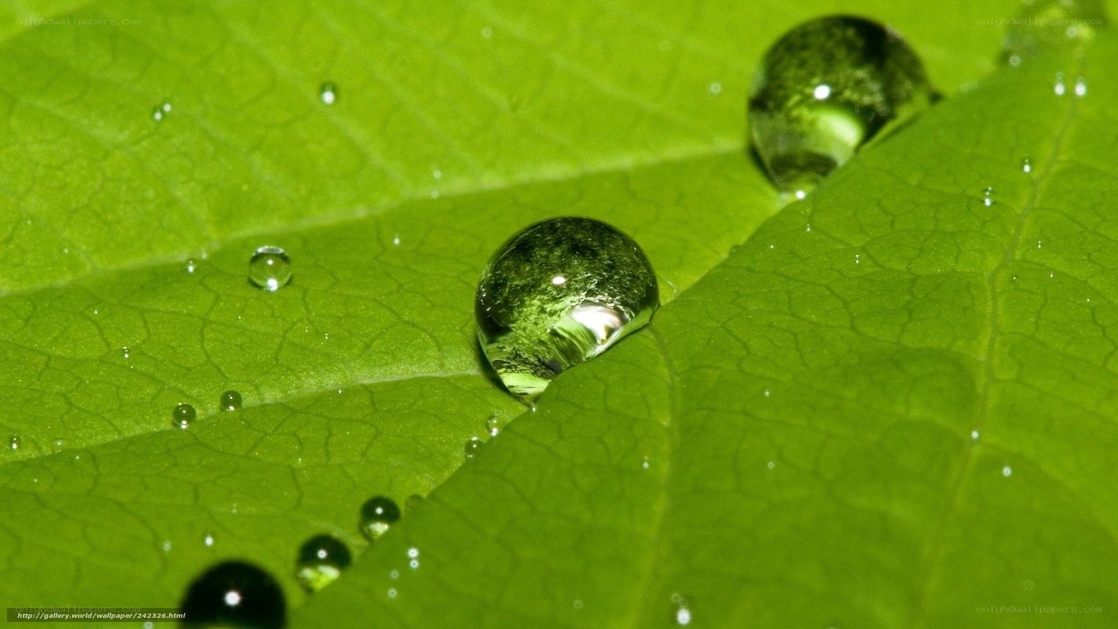 Water droplets on green leaf