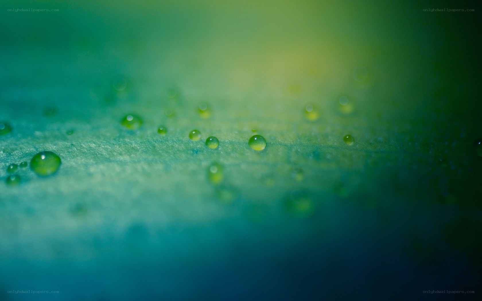 Water droplets on green leaf