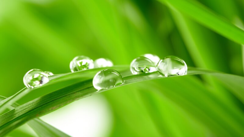 Water Droplets on Green Leaf — Serene
