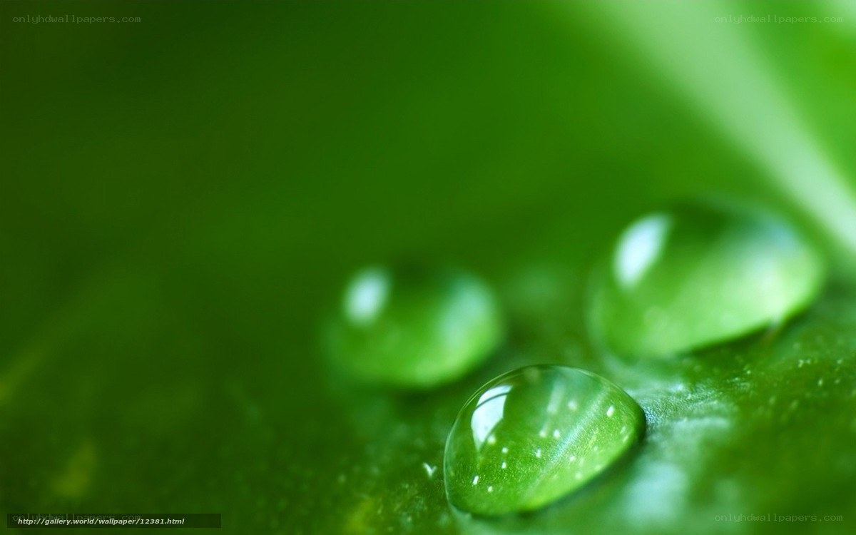 Water droplets on green leaf