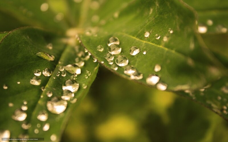 Water droplets on green leaves