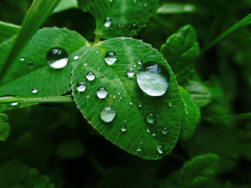 Water droplets on green leaves