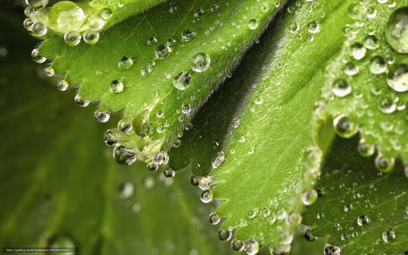 Water droplets on green leaves
