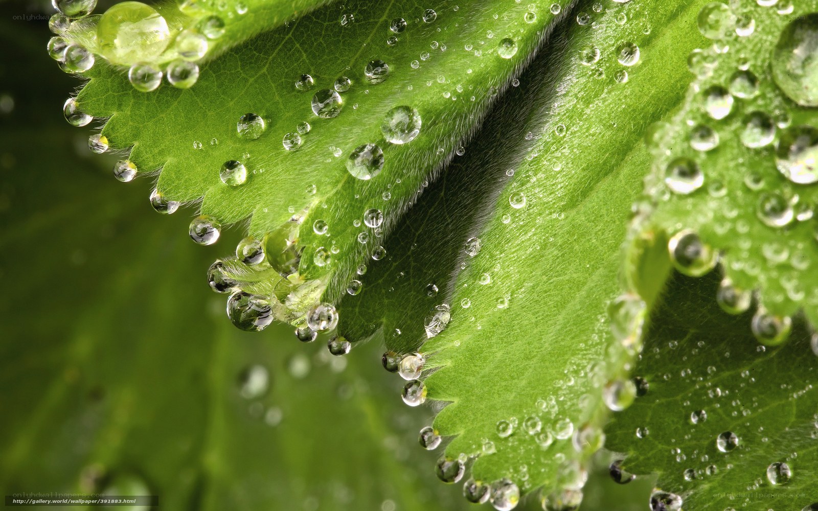 Water droplets on green leaves