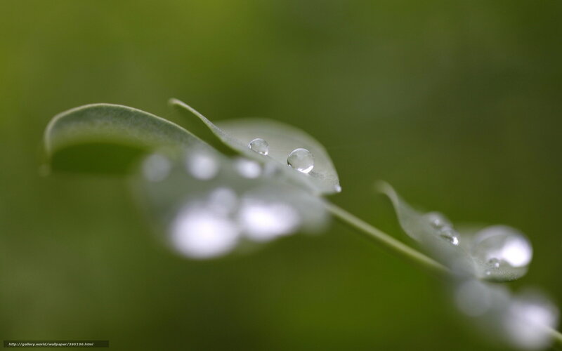 Water droplets on green leaves