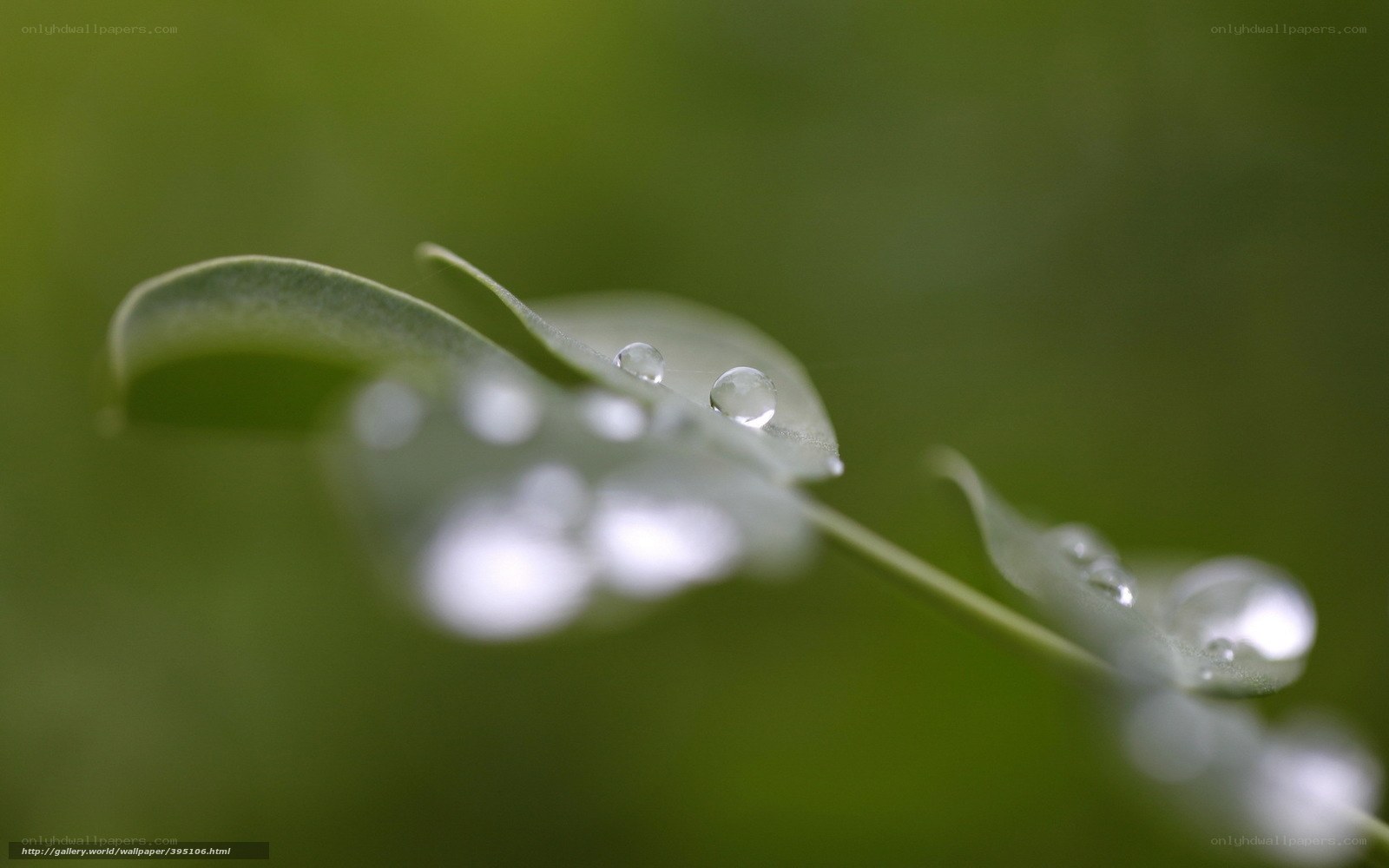 Water droplets on green leaves