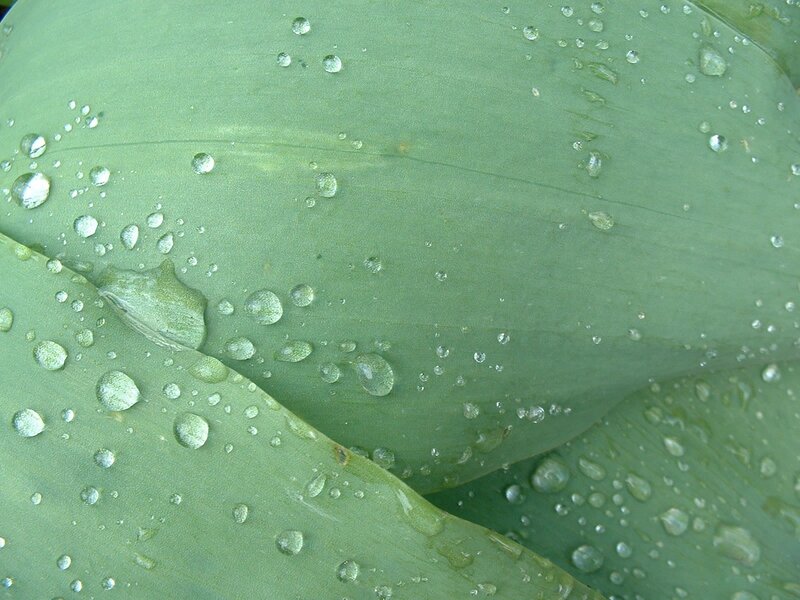 Water droplets on green leaves